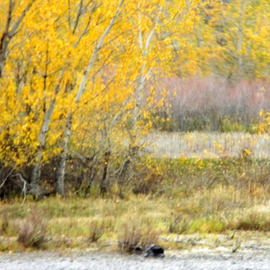 Debbi Chan: 'autumn colors on the clearwater ', 2010 Color Photograph, Beauty. Artist Description:        photos from idaho.                      ...