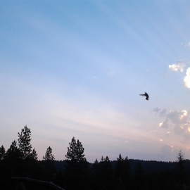 Debbi Chan: 'hummingbird flight before sunrises', 2012 Color Photograph, Beauty. 