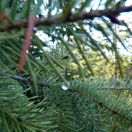 Debbi Chan: 'one drop of morning dew', 2012 Color Photograph, Beauty. Artist Description:      photos from Idaho.     ...