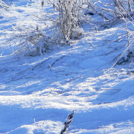 Debbi Chan: 'snow', 2011 Color Photograph, Beauty. Artist Description:   photos from idaho. ...