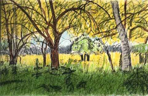 Keith Thrash: 'Trees and Field', 1998 Pencil Drawing, Landscape. Mock orange grove west of Demopolis, pencil and color pencil over copier print of pencil drawing....