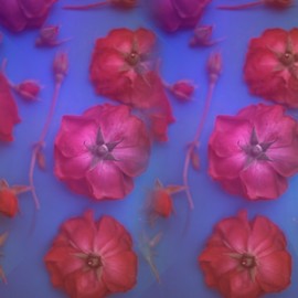 Tamarra Tamarra: 'red roses', 2017 Color Photograph, Botanical. Artist Description: roses, flowers, floral, botanical, color, blue, botany, nature, petals, stems, rose buds, rose, photography, photograph, red roses, color photography, floral photography, flower photography, pink, ...