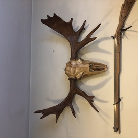 Tony Maez: 'moose alive', 2019 Wood Sculpture, Animals. Artist Description: This is a wooden moose skull made from Alaskan spruce with real antler sheds. ...