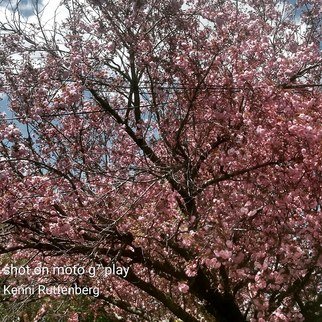 Kimberly Ruttenberg: 'spring in monroe', 2020 Digital Photograph, Ecological. A beautiful spring day in Southeast Michigan...