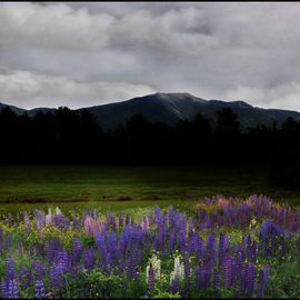 Wayne King: 'Dusk on the Franconia Range Lupine Field', 2012 Color Photograph, Landscape. Artist Description:  Dusk on the Franconia Range in the White Mountains of New HampshireLupine field in Sugar Hill, NH with the Franconia Ridge in the background. ...