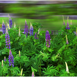Wayne King: 'Wind in the Lupines', 2012 Color Photograph, Landscape. Artist Description:  Manipulated color image with wonderful emotive appeal. Signed unique original print with certif of authenticity ...