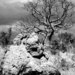 Boab Tree And Termite Mound Derby Western Australia, Wayne Quilliam