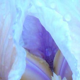 Rickie Dickerson: 'My own O Keefe', 2006 Color Photograph, Abstract. Artist Description: Flower photography is really not what I do. . . I just use it to get un- stuck so I can paint. . . but there are some I find cool. THIS is one I like for its sensuous nature. It makes me want to paint it! ! ! It looks painterly already!...