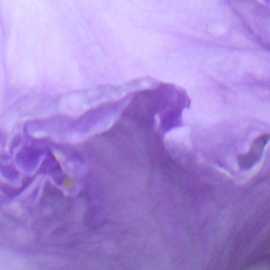 Rickie Dickerson: 'Purple Wave', 2006 Color Photograph, Abstract. 